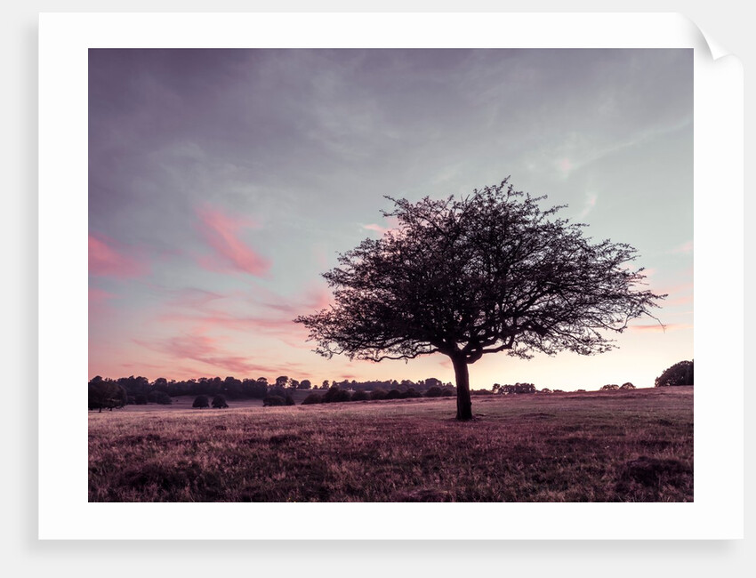 Single tree in a meadow by Assaf Frank